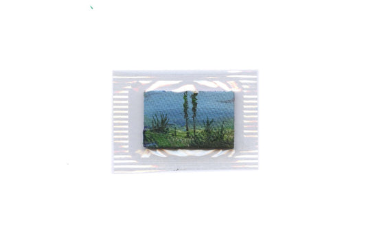Insecta 3 - Manuel Coll