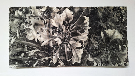 Flores grises I | Serie Todas las flores de mi madre - Andrea Estela Moccio
